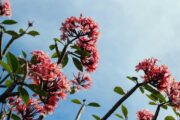 টেনিস-এ ফিটনেস ও পুনর্বাসন কেন এখন আলোচনায়