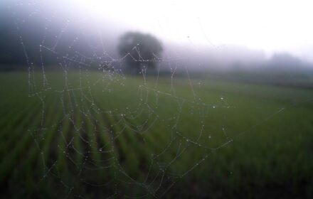 খুলনা-এ গ্রামীণ ডিজিটাল সেবা নিয়ে নতুন ভাবনা — বিশেষ বিশ্লেষণ 722