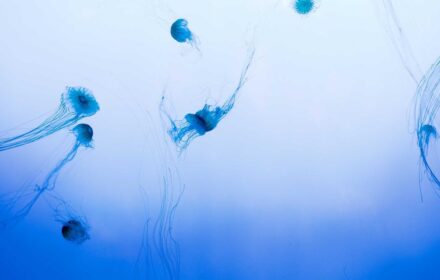 নাগরিক সেবা ডিজিটাল করা নিয়ে নতুন ভাবনা, সামনে যে সুযোগ — বিশেষ বিশ্লেষণ 14